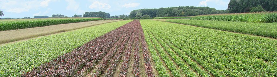 Plantenveld bij Boomkwekerij Van Geem